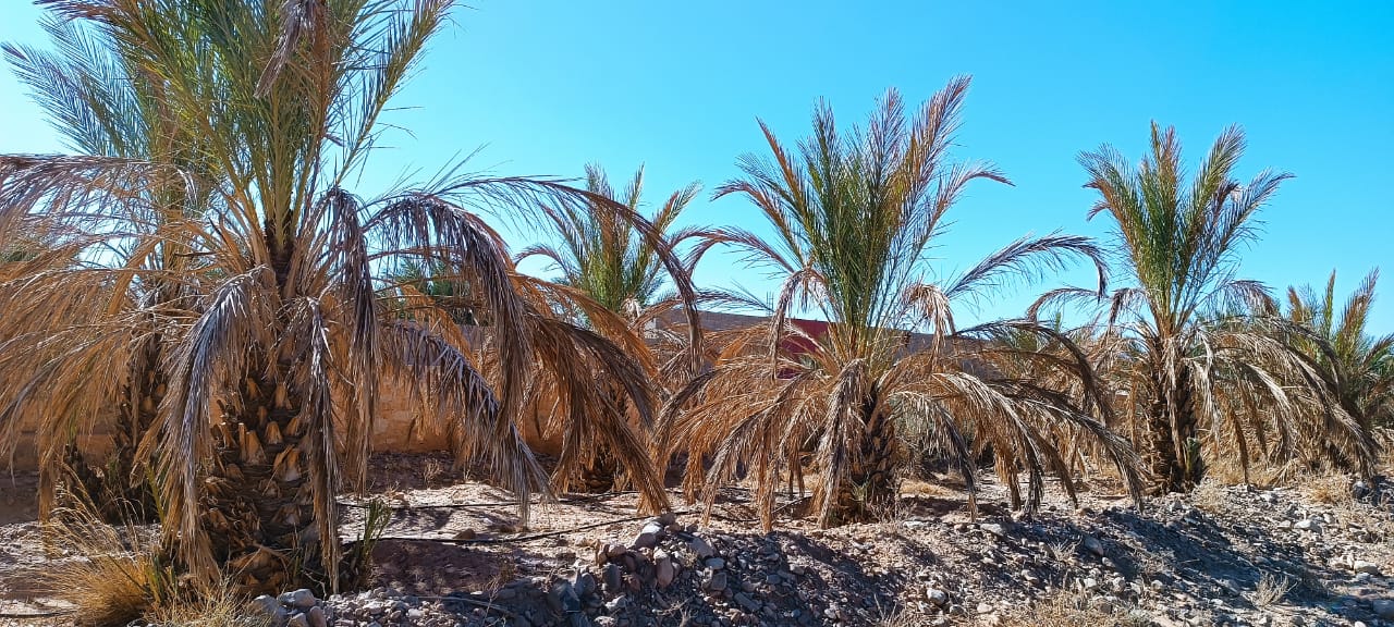 Boukhoud - Palmiers